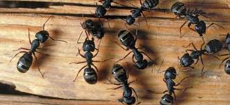 Why Is Professional Pest Control Intervention A Necessity When Dealing With Infestations Of Black Carpenter Ants?