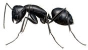 Complaints From Massachusetts Residents Concerning Carpenter Ant Infestations Are Surpassing Termite Infestation Complaints In The State