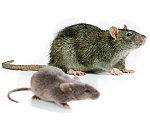 mice_rats