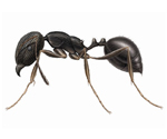 The Ants You See On The Sidewalk Are Considered By Experts To Be Environmentally Damaging Invasive Insects