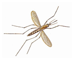 Mosquito Control Ipswich Massachusetts