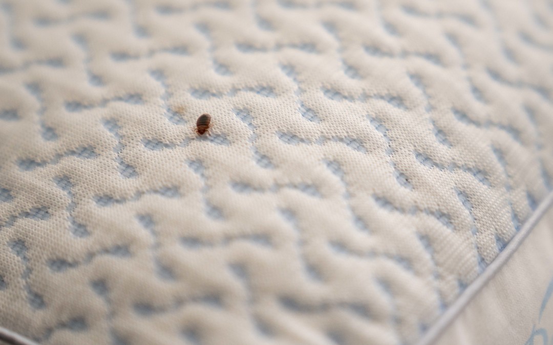You Wouldn’t Believe How Rapidly Bed Bugs Can Crawl From One Apartment Unit To Another