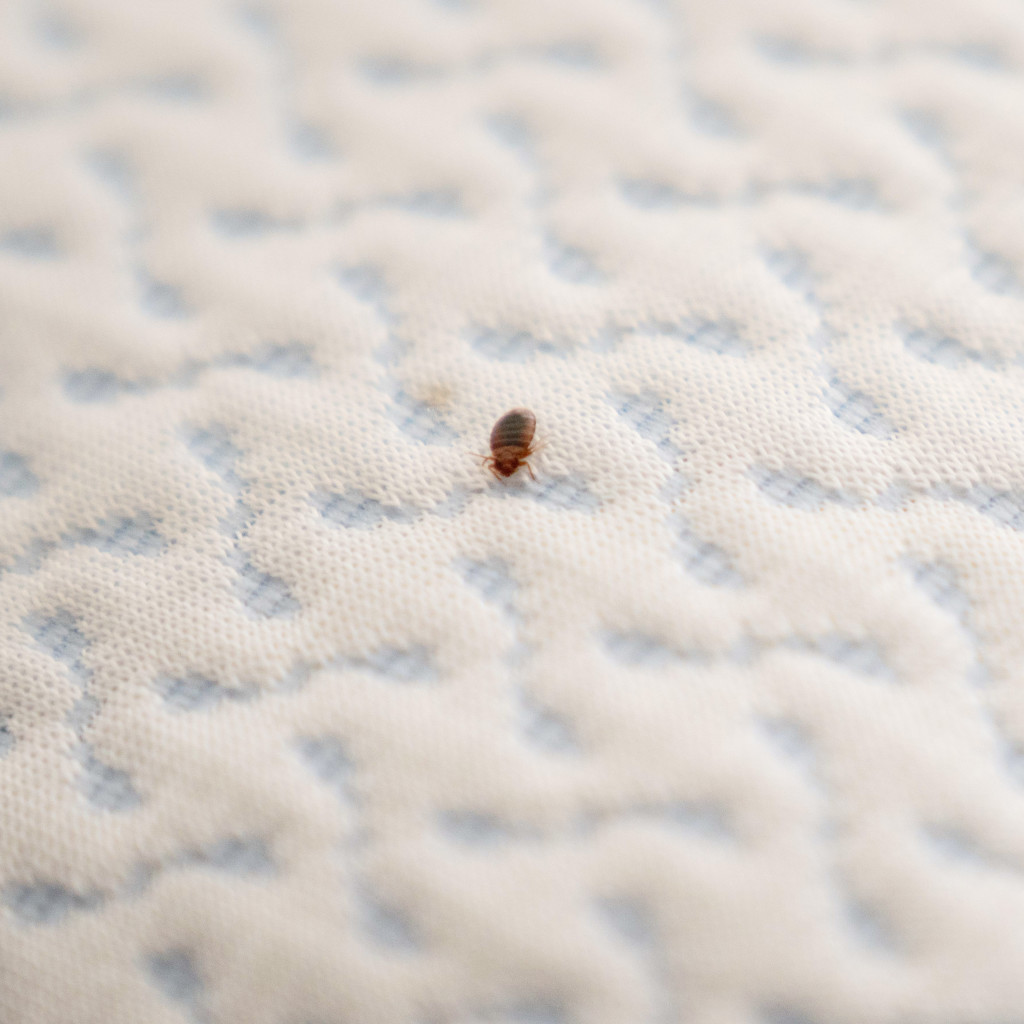 Bed Bugs 101 B B Pest Control