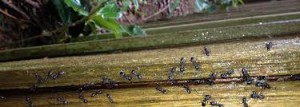 Ant-Pest-Control Peabody MA 