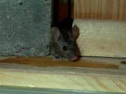 mice thru hole