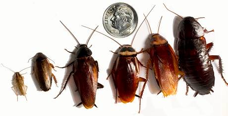 Cockroach Prevention Tips in The Home