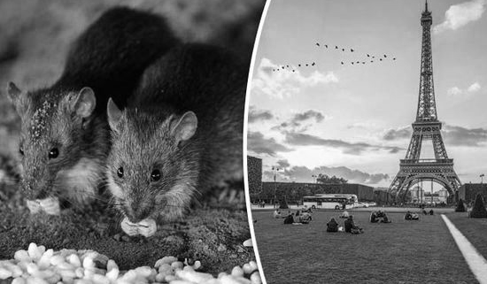 Rat Crisis In Paris! | B&B Pest Control