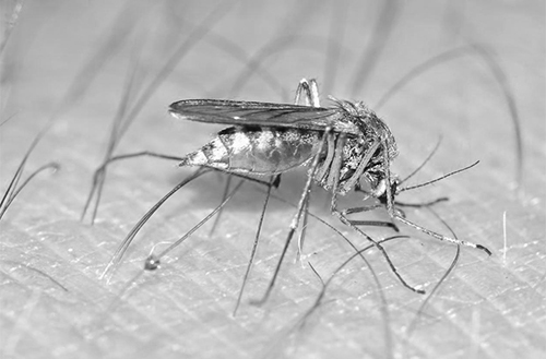 Entomologist Developing New Zika Detection Method | B&B Pest