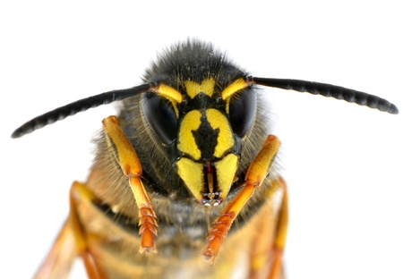 Misconceptions About Wasps