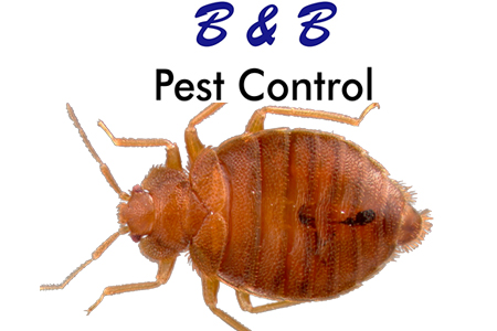 Prison Inmate Sends Bed Bugs