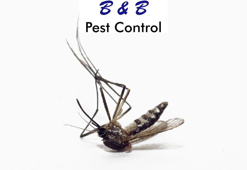 Mosquitoes During The Winter | B&B Pest Control