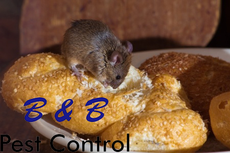 5 Summer Rodent Control Tips | B&B Pest Control