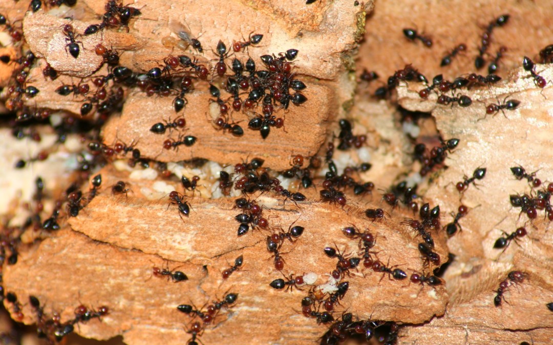 Acrobat Ants: The Insect Pest That You Have Never Heard Of