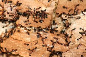 Boston Ant Removal