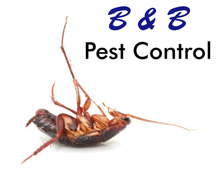B&B Pest Control Offers Cockroach Prevention Tips