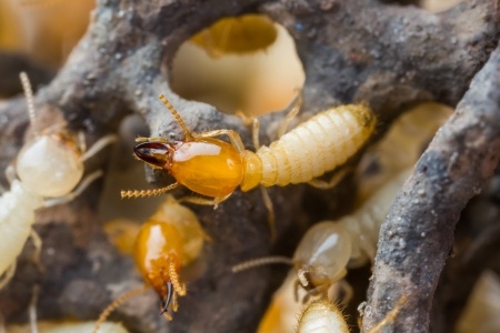 Boston Termites