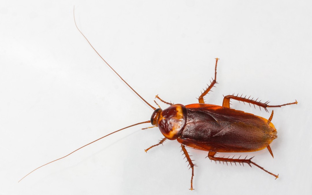 The Cowardly Glowing Cockroach That Disguises Itself As A Toxic Predatory Insect