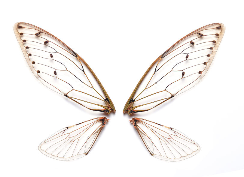 Computer Technology To Understand The Development Of Vein-Patterns On Insect Wings