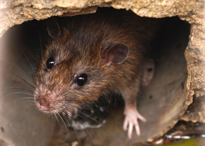 What’s up With House Mice in Attics