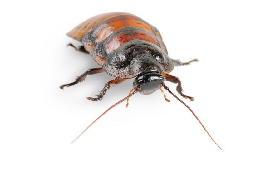 Why Do Some Cockroach Species Make A “Hissing” Sound?