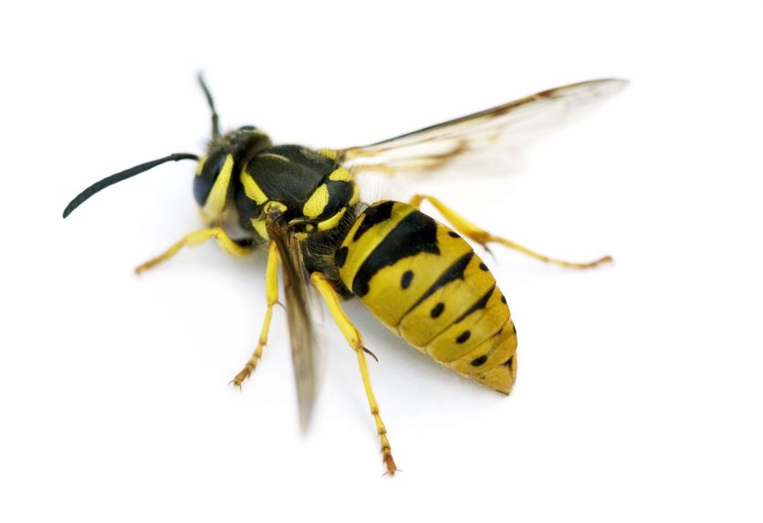 Wasps That Use The Bodies Of Dead Ants To Seal Their Offspring Within Abandon Nests