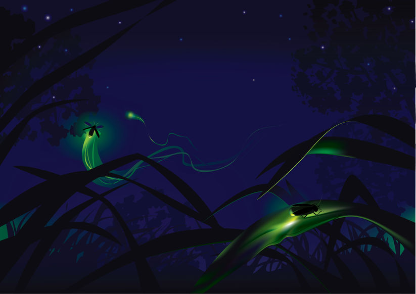 Do Fireflies Control Their Glow?