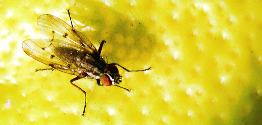 The Aggressive Deer Fly Can Inflict Painful Bites On Humans Repeatedly, Possibly Leading To Infection