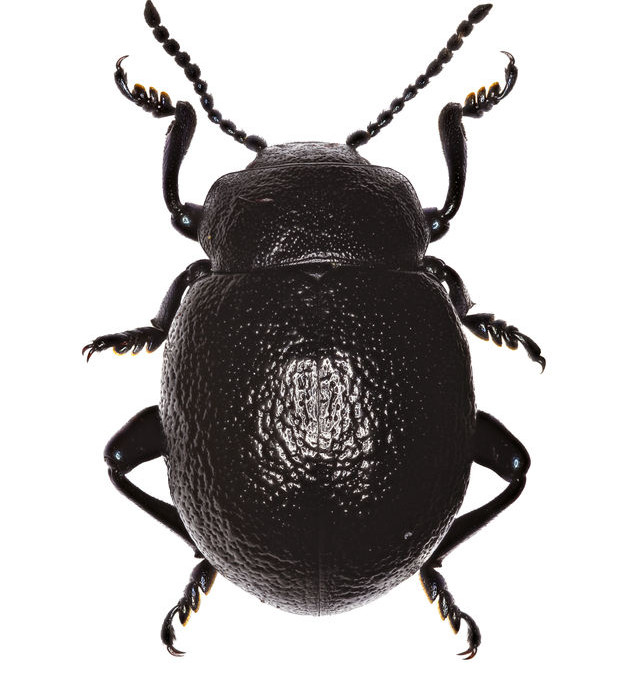The Bloody-Nosed Beetle Deters Predators By Bleeding On Reflex