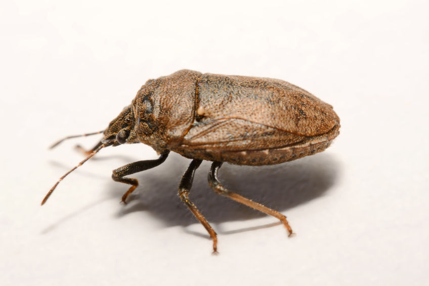 As A Result Of The Recent Cold Spell That Swept The Midwest And East Coast, One Of The Most Notorious Invasive Insect Pest Species To Homes May Have Been Wiped Out