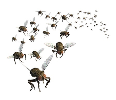Factors That Draw Filth Flies Toward Properties And Into Homes, And How Homeowners Can Easily Prevent Fly Pest Issues