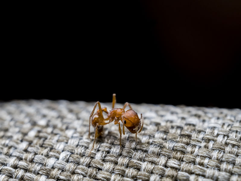 Do Fire Ants Exist In Massachusetts?