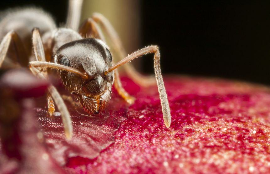 How Several Of The Most Common Household Ant Pests Can Make Residents Sick