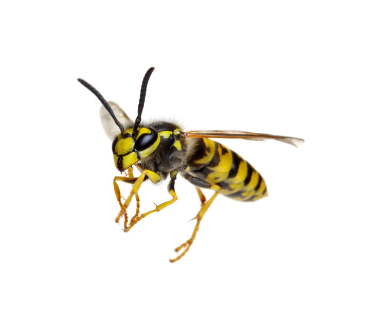 What Is The Likelihood Of Sustaining A Yellow Jacket Attack After Accidentally Disturbing A Nest?
