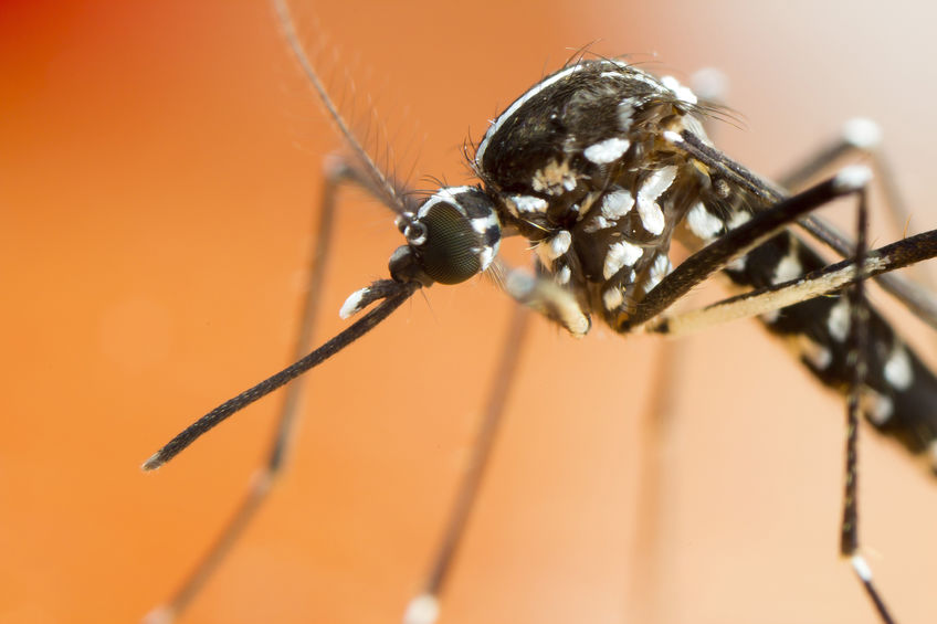 Everything Residents Should Know About The Invasive Asian Tiger Mosquito In Massachusetts, And Their Potential For Transmitting Disease