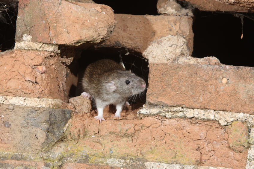 Preventing Norway Rat Damage And Controlling Infestations