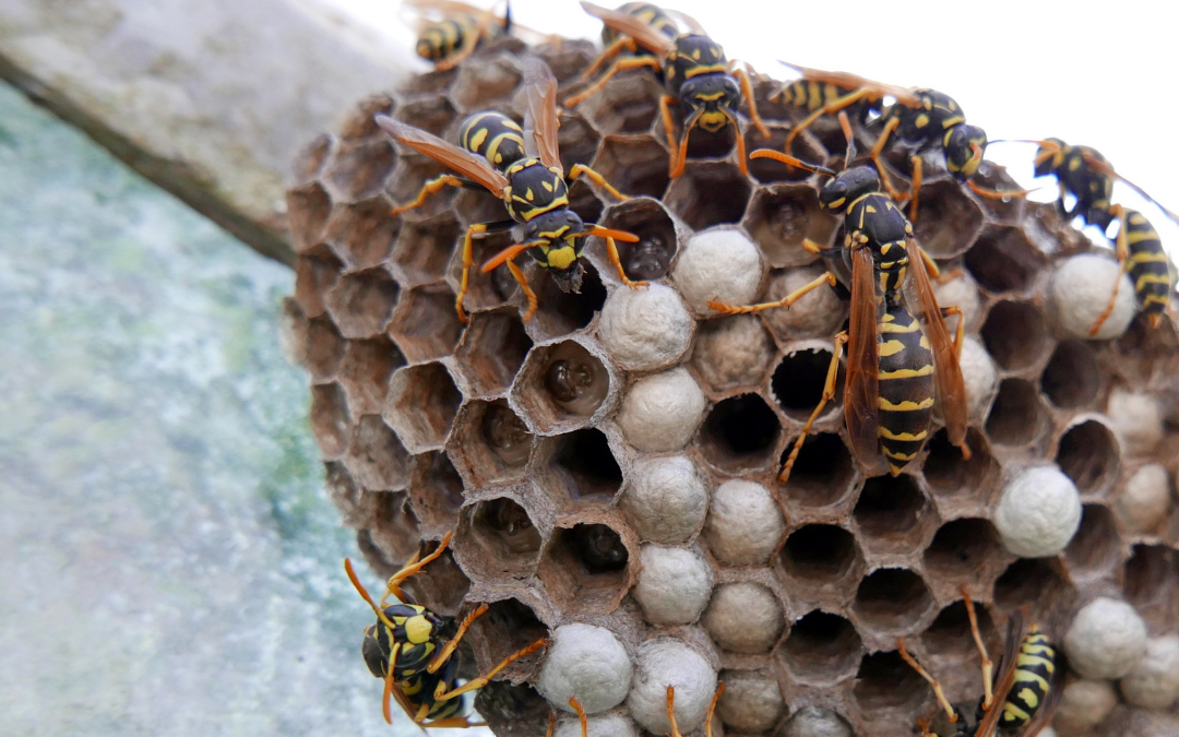 Get Rid of Pesky Wasps with Boston Wasp Control