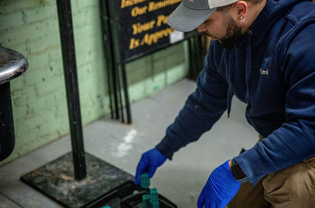 Fall Rodent Prep: Seal Your Home Before Mice Move In