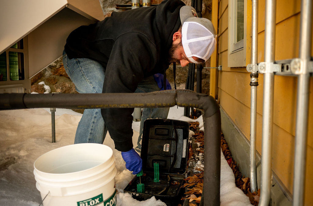 Rats and Mice at Home: Warning Signs, Risks, and When to Call a Pro