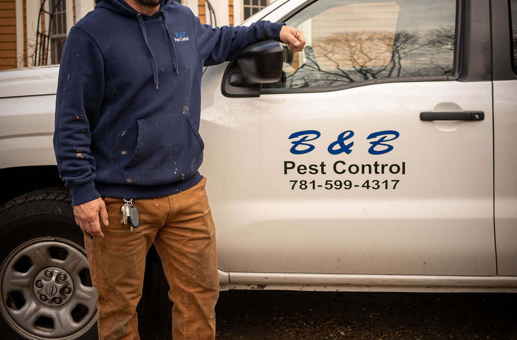 Carpenter Ants vs. Termites: Spot the Difference